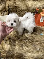 AKC Teddy Bear faced Maltese , a male Maltese for sale in Baxter, KY – 2 of 7