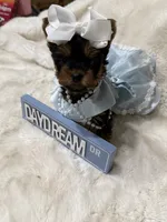 AKC Tiny Mia , a female Yorkshire Terrier for sale in Baxter, KY – 4 of 5