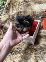 AKC Teddy Bear faced Yorkie little Milo , a male Yorkshire Terrier for sale in Baxter, KY – 2 of 4