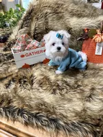 AKC Teddy Bear faced Maltese , a male Maltese for sale in Baxter, KY – 6 of 7