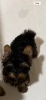 AKC Teddy Bear faced Yorkie little Milo , a male Yorkshire Terrier for sale in Baxter, KY – 4 of 4