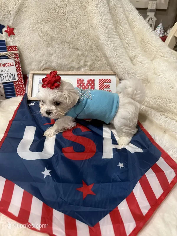 AKC Tiny Jackson   – Maltese puppy for sale in Harlan, KY