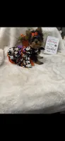 AKC T-cup  Mia , a female Yorkshire Terrier for sale in Baxter, KY – 5 of 7