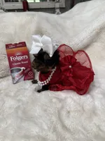 AKC Teeny T-cup doll face Lil Buttons, a female Yorkshire Terrier for sale in Baxter, KY – 7 of 9