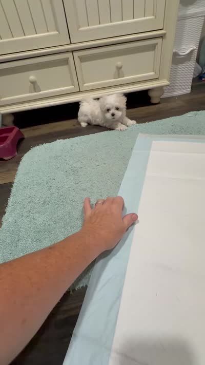 AKC Tiny Jackson  , a male Maltese for sale in Harlan, KY – 10 of 10