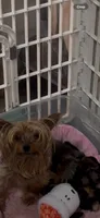 Tcup Dinky , a male Yorkshire Terrier for sale in Harlan, KY – 6 of 7