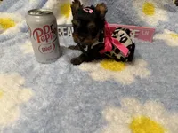 AKC Teeny Buttons , a female Yorkshire Terrier for sale in Harlan, KY – 6 of 7
