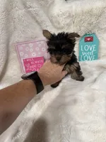 AKC Lil Prince , a male Yorkshire Terrier for sale in Harlan, KY – 1 of 10