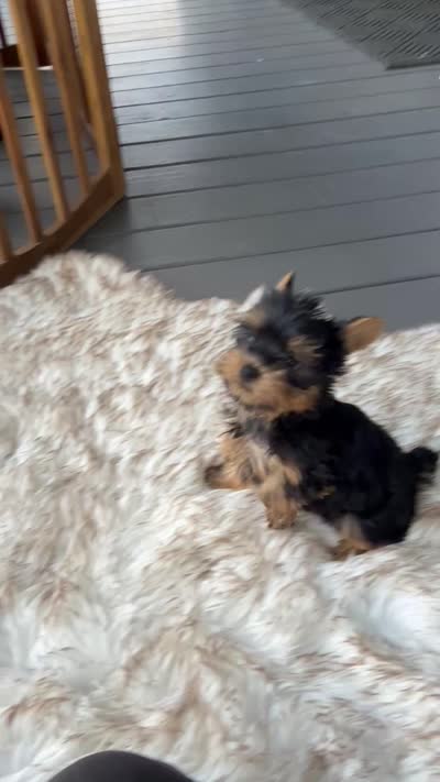 AKC T-cup  Mia , a female Yorkshire Terrier for sale in Baxter, KY – 6 of 7