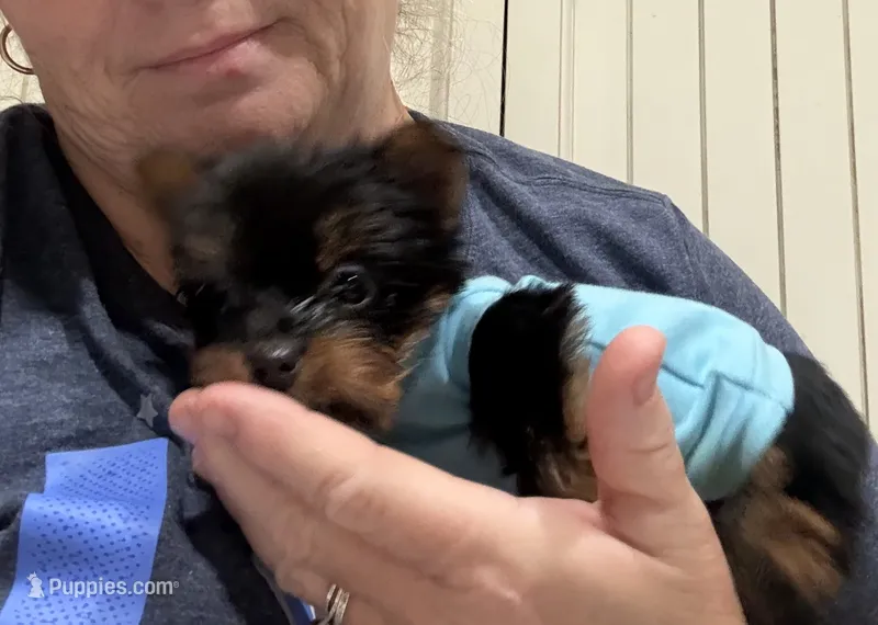 AKC Tcup Dinky  – Yorkshire Terrier puppy for sale in Harlan, KY