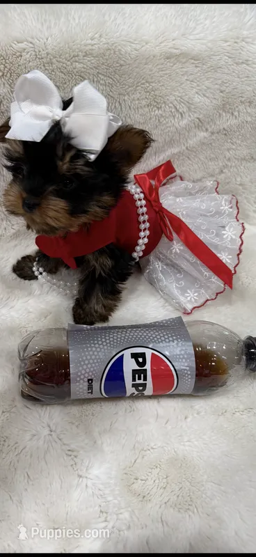 AKC TeacupTia – Yorkshire Terrier puppy for sale in Baxter, KY