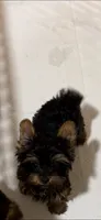 Full AKC Teddy Bear faced Yorkie little Ash , a male Yorkshire Terrier for sale in Baxter, KY – 5 of 6