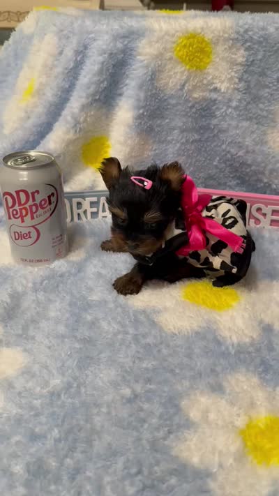 AKC Teeny Buttons , a female Yorkshire Terrier for sale in Harlan, KY – 7 of 7
