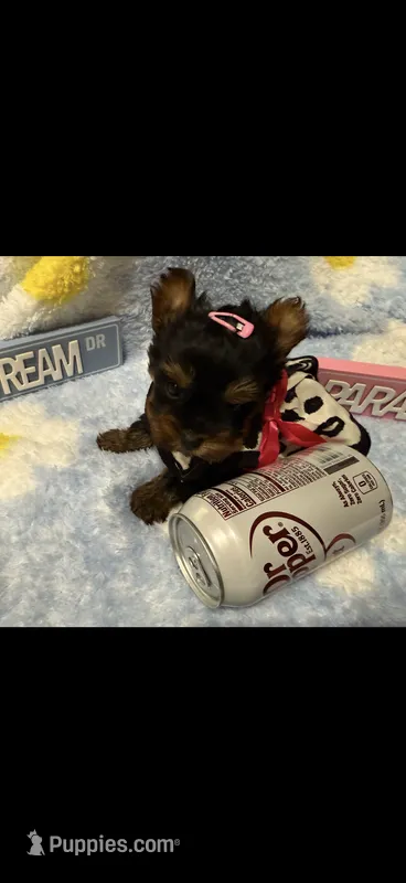 AKC Teeny Buttons  – Yorkshire Terrier puppy for sale in Harlan, KY
