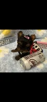 AKC Teeny Buttons , a female Yorkshire Terrier for sale in Harlan, KY – 1 of 7