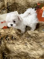 AKC Teddy Bear faced Maltese , a male Maltese for sale in Baxter, KY – 4 of 7