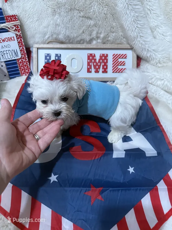 AKC Teacup Jackson   – Maltese puppy for sale in Harlan, KY