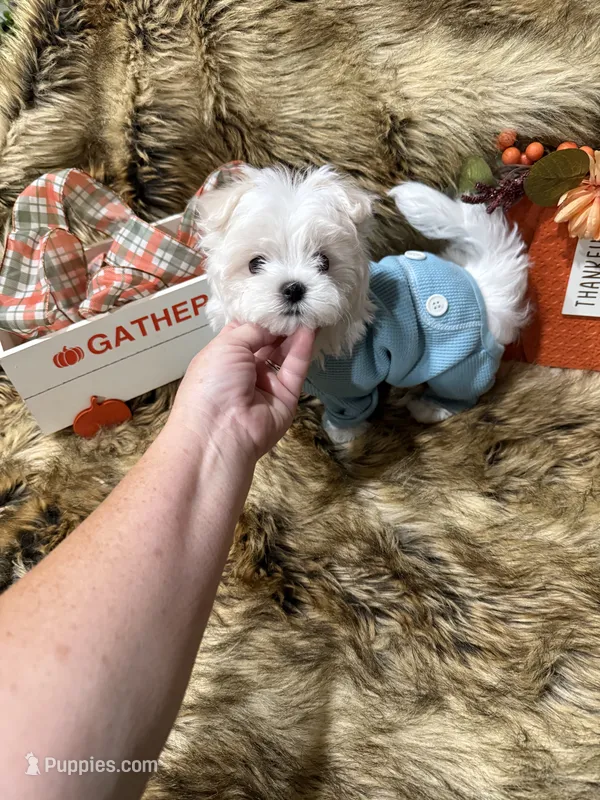 AKC Teddy Bear faced Maltese  – Maltese puppy for sale in Baxter, KY