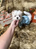 AKC Teddy Bear faced Maltese , a male Maltese for sale in Baxter, KY – 3 of 7