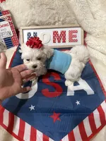 AKC Teacup Jackson  , a male Maltese for sale in Harlan, KY – 10 of 10