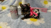 AKC Teeny Buttons , a female Yorkshire Terrier for sale in Harlan, KY – 3 of 7