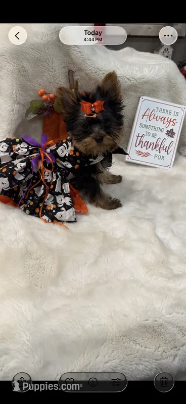 AKC T-cup  Mia  – Yorkshire Terrier puppy for sale in Baxter, KY