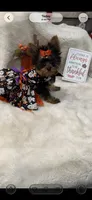 AKC T-cup  Mia , a female Yorkshire Terrier for sale in Baxter, KY – 1 of 7