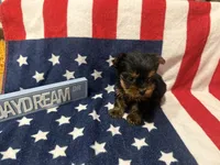 Tcup Dinky , a male Yorkshire Terrier for sale in Harlan, KY – 3 of 7