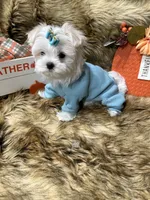 AKC Teddy Bear faced Maltese , a male Maltese for sale in Baxter, KY – 1 of 7