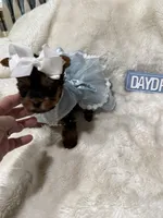AKC Tiny Mia , a female Yorkshire Terrier for sale in Baxter, KY – 3 of 5