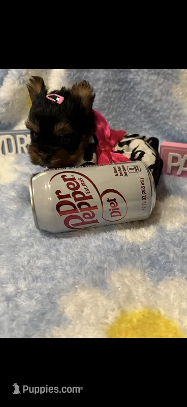 AKC Teeny T-cup doll face Honey Bunny – Yorkshire Terrier puppy for sale in Harlan, KY
