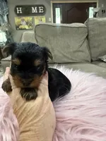 AKC Lil Prince , a male Yorkshire Terrier for sale in Harlan, KY – Photo 4 of 6