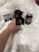 AKC Lil Prince , a male Yorkshire Terrier for sale in Harlan, KY – 9 of 10