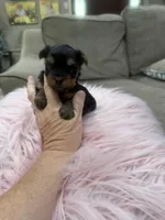 AKC Lil Prince , a male Yorkshire Terrier for sale in Harlan, KY – Photo 6 of 6