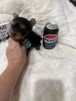 AKC Lil Prince , a male Yorkshire Terrier for sale in Harlan, KY – 6 of 10