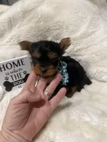 AKC Lil Prince , a male Yorkshire Terrier for sale in Harlan, KY – 7 of 10