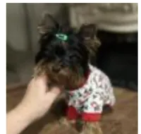 AKC Lil Prince , a male Yorkshire Terrier for sale in Harlan, KY – Photo 2 of 6