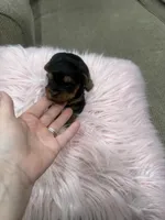 AKC Lil Prince , a male Yorkshire Terrier for sale in Harlan, KY – Photo 5 of 6