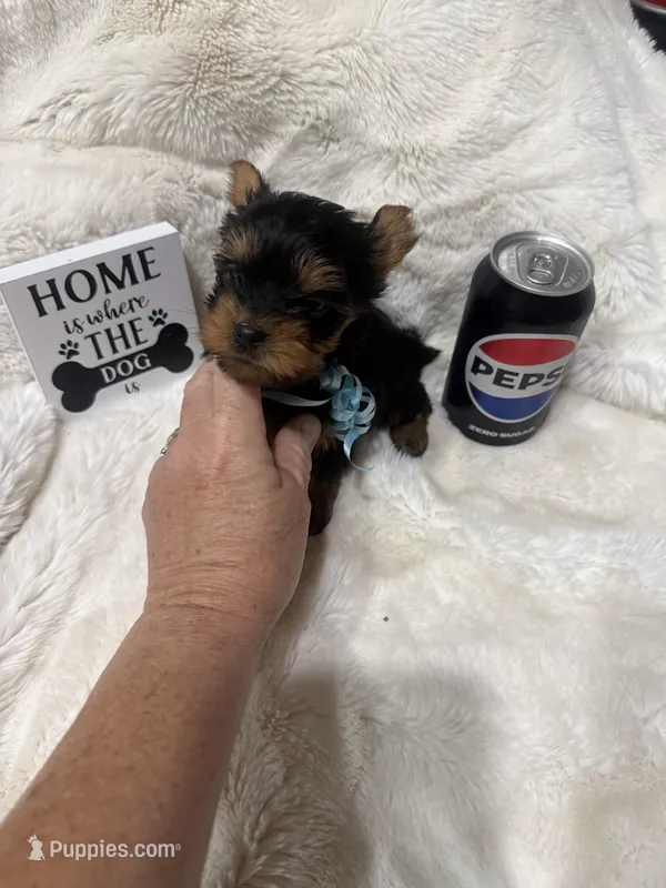 AKC Lil Prince  – Yorkshire Terrier puppy for sale in Harlan, KY