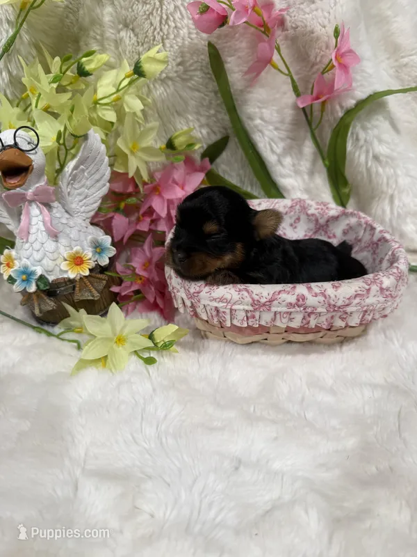 AKC Lil Prince  – Yorkshire Terrier puppy for sale in Harlan, KY