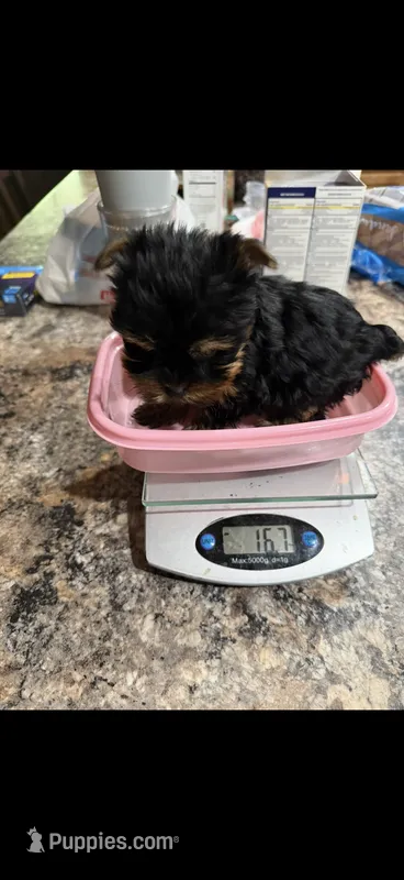 AKC Teeny T-cup doll face Lil Buttons – Yorkshire Terrier puppy for sale in Baxter, KY