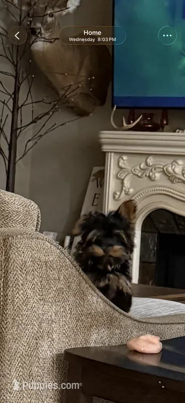 Full AKC Teddy Bear faced Yorkie little Ash  – Yorkshire Terrier puppy for sale in Baxter, KY