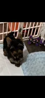 AKC Teddy Bear faced Yorkie little Milo , a male Yorkshire Terrier for sale in Baxter, KY – 3 of 4