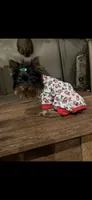 Tcup Dinky , a male Yorkshire Terrier for sale in Harlan, KY – 5 of 7