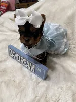 AKC Tiny Mia , a female Yorkshire Terrier for sale in Baxter, KY – 2 of 5