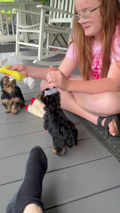 AKC Lil Prince , a male Yorkshire Terrier for sale in Harlan, KY – 10 of 10