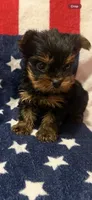 Tcup Dinky , a male Yorkshire Terrier for sale in Harlan, KY – 1 of 7