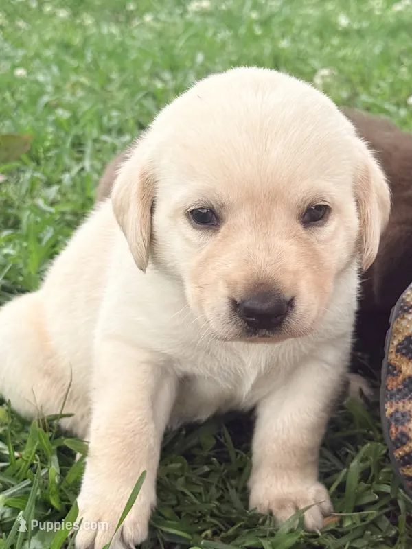 Goose – Labrador Retriever puppy for sale in Meansville, GA
