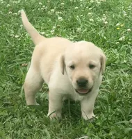 Sadie, a female Labrador Retriever for sale in Meansville, GA – 2 of 10
