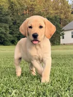 Charlie, a male Labrador Retriever for sale in Meansville, GA – 1 of 10